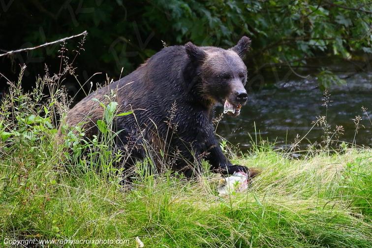Grizzly Bear Ours Brun Fish Creek Alaska USA www.remylacroixphoto.com