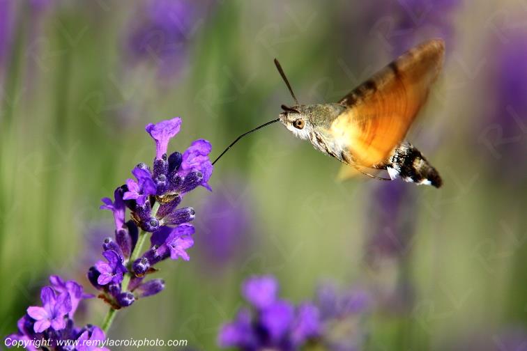 Moro sphinx ou sphinx colibri butinant une fleur insectes Champagne Berrichonne Cher Berry Val de Loire www.remylacroixphoto.com