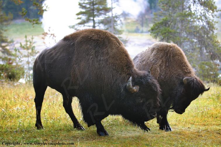 Bisons d'Am�rique american buffaloes Yellowstone National Park Wyoming USA www.remylacroixphoto.com