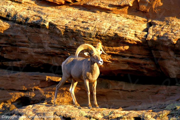 Bighorn Sheep Mouflon d'Am�rique Arches National Park Utah USA