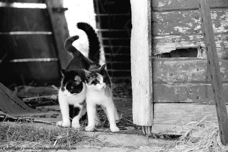 Animaux domestiques chats Illinois USA www.remylacroixphoto.com