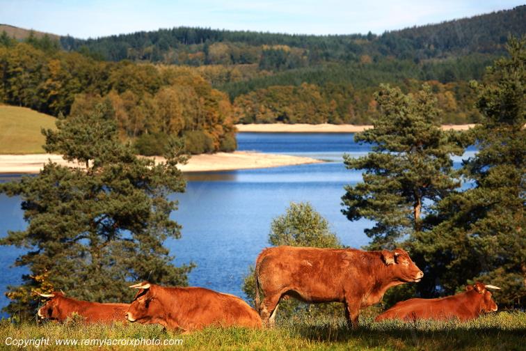 Lac de Vassivi�re Vaches Limousines Pierrefitte Haute Vienne Limousin Nouvelle Aquitaine France www.remylacroixphoto.com