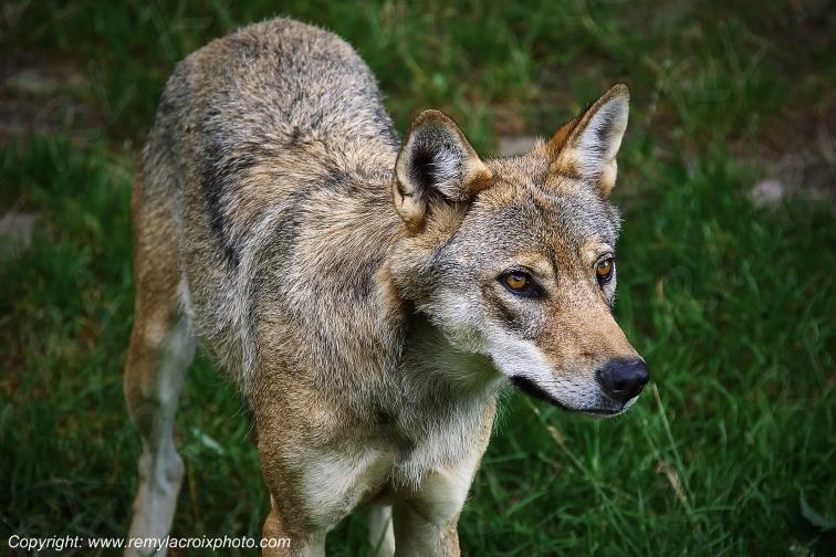 Loups du G�vaudan Loz�re Occitanie France www.remylacroixphoto.com