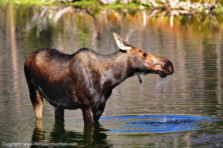 Elan femelle Moose Orignal Grand Teton National Park Wyoming USA www.remylacroixphoto.com