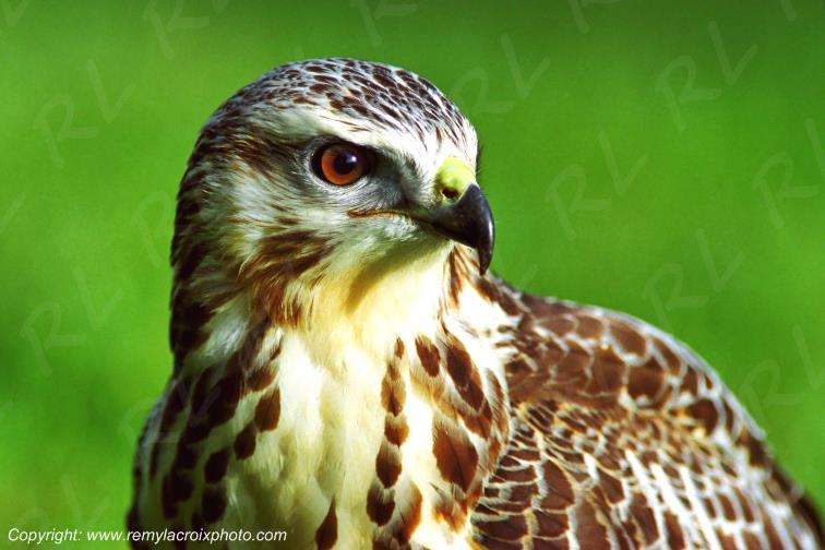 Buse variable rapace raptor Champagne Berrichonne Berry Cher Centre Val de Loire France www.remylacroixphoto.co