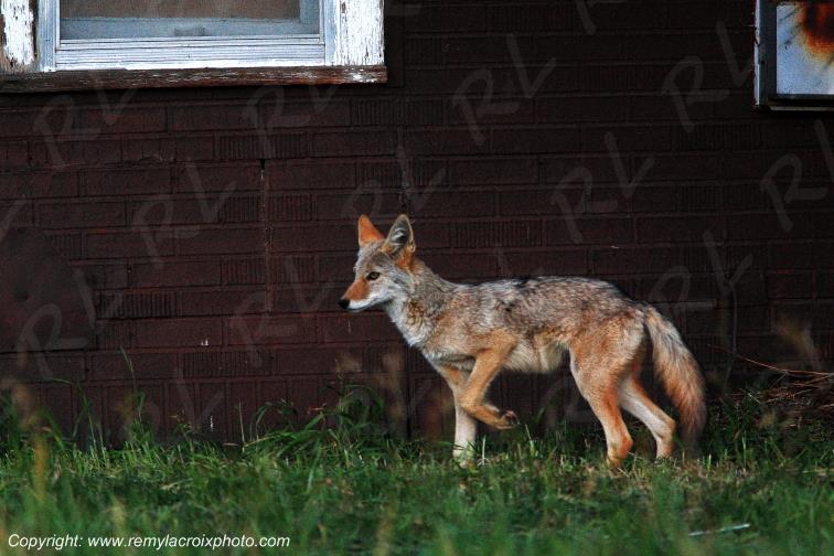 Coyote Grand Teton National Park Wyoming USA www.remylacroixphoto.com