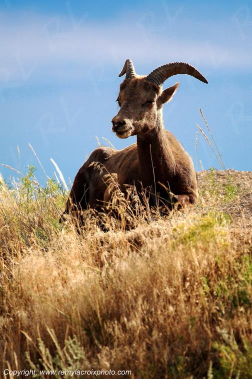 Bighorn Sheep Badlands National Park South Dakota USA