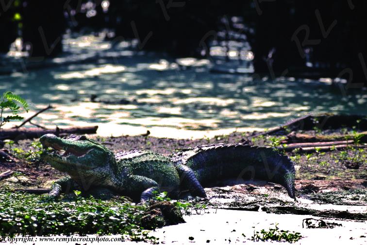 Alligator bayou Martin Lake Lousiane USA www.remylacroixphoto.com
