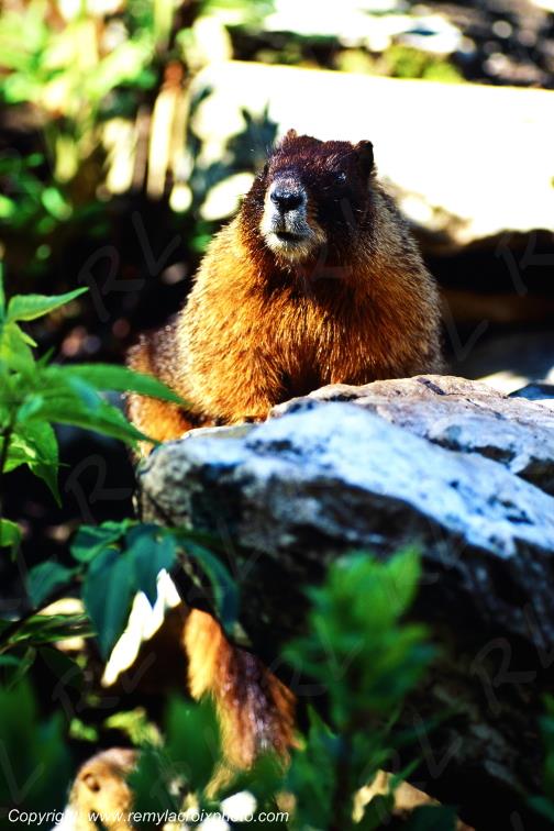 Marmotte Marble Valley Rocky Mountains Colorado USA www.remylacroixphoto.com