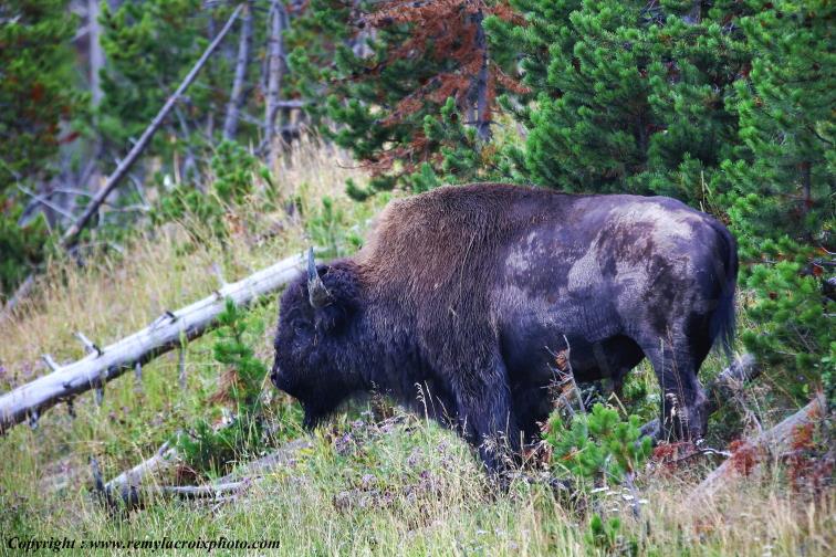 American Buffalo Bison Hayden Valley Yellowstone National Park Wyoming USA www.remylacroixphoto.com