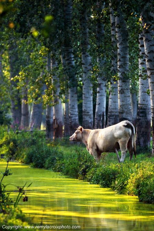 Marais Poitevin Deux-S�vres Poitou Charentes France www.remylacroixphoto.com