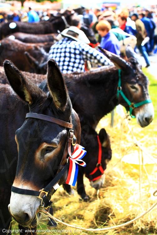 Anes Grand Noir du Berry foire aux �nes Ligni�res Cher Centre Val de Loire France