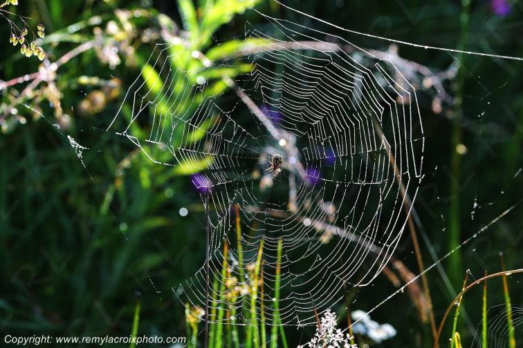 Toiles d'araign�e insectes Aubrac Loz�re www.remylacroixphoto.com