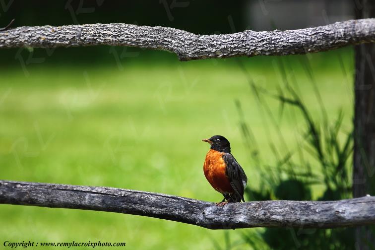 Merle d'Am�rique Maison Louis Riel National Historic Site Winnipeg Manitoba Canada www.remylacroixphoto.com