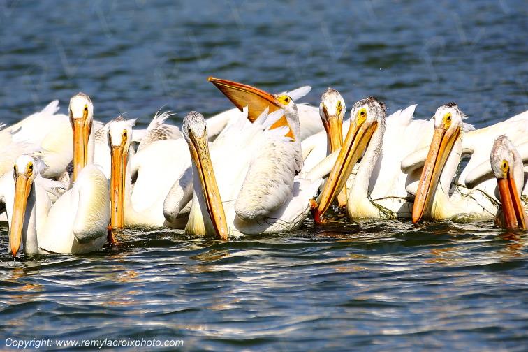 P�licans d'Am�rique Portage la Prairie Manitoba Canada