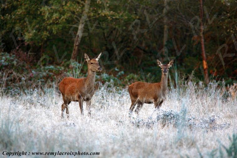 Biches for�t de Tron�ais Allier Auvergne France www.remylacroixphoto.com