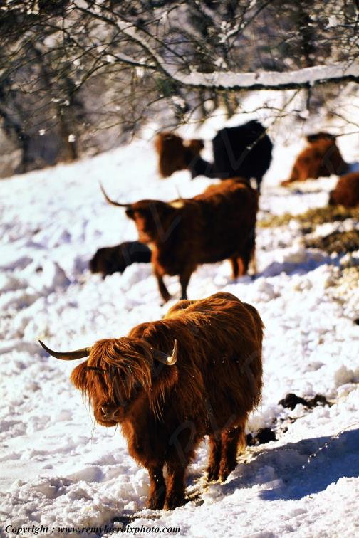 Val Dessous Highland cattle Jura Bourgogne Franche Comt� France www.remylacroixphoto.com