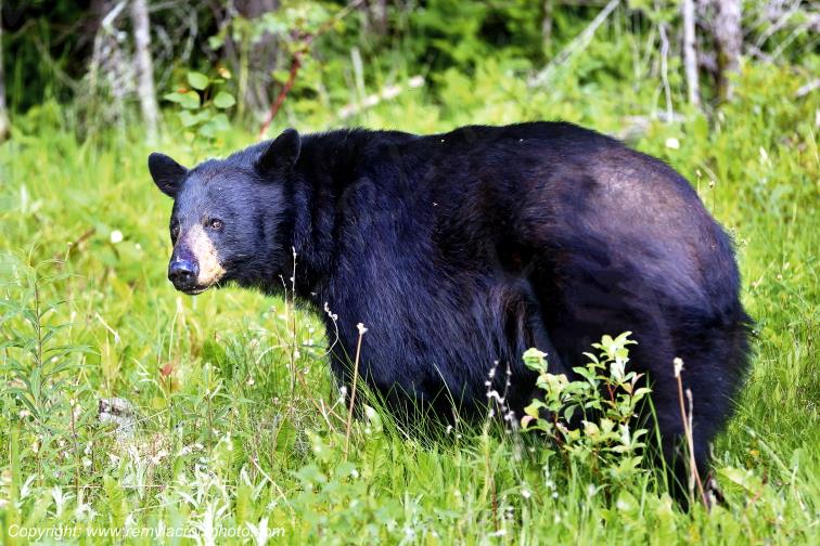 Ours Noir Black Bear Pukaskwa National Park Ontario Canada www.remylacroixphoto.com