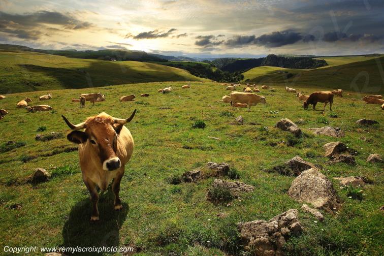 C�zallier La Terrisse vaches Aubrac Cantal Auvergne Rh�ne-Alpes France www.remylacroixphoto.com