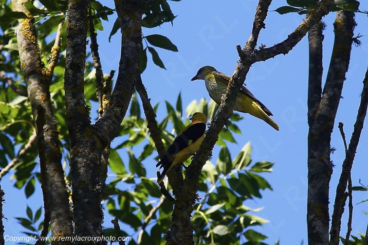 Loriots d'Europe couple Tranzault Indre France www.remylacroixphoto.com