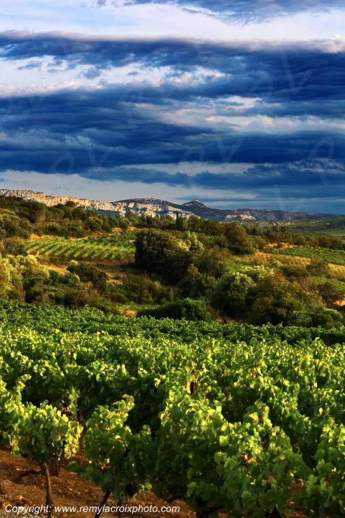 La Tour del Far vignoble du Haut Fitou Corbi�res Aude France