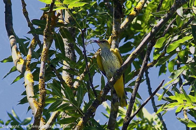 Loriot d'Europe femelle Tranzault Indre France www.remylacroixphoto.com