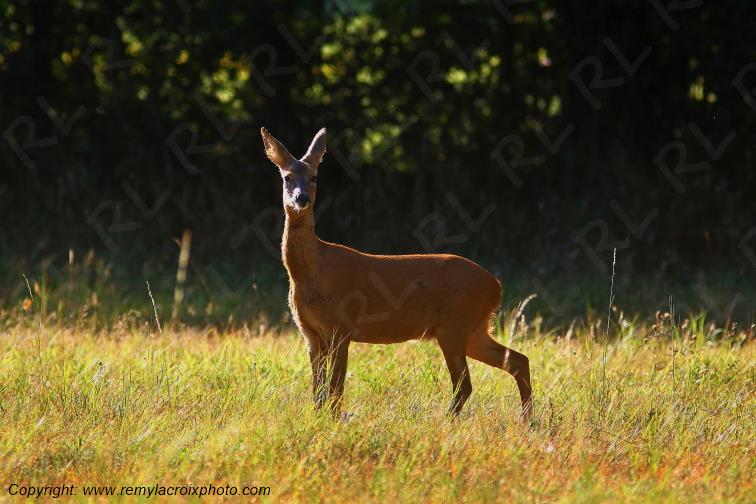 Chevreuil chevrette Tranzault Indre Centre Val de Loire France www.remylacroixphoto.com