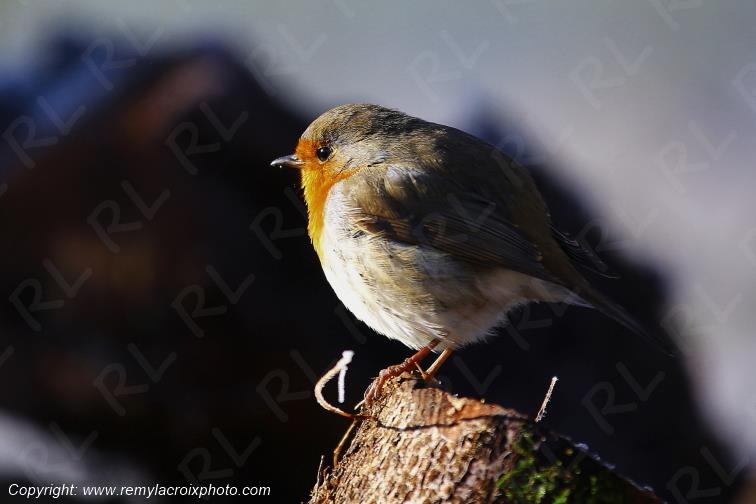 Rouge-gorge red-throated flycatcher Tranzault Indre France www.remylacroixphoto.com