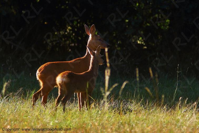 Chevreuils chevrette et son faon Tranzault Indre Centre Val de Loire France www.remylacroixphoto.com