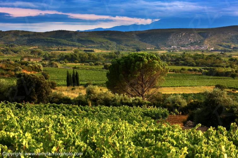 La Tour del Far vignoble du Haut Fitou Corbi�res Aude France