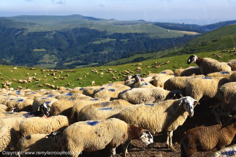 Col de la Croix Saint Robert moutons Puy de D�me Auvergne Rh�ne-Alpes France www.remylacroixphoto.com