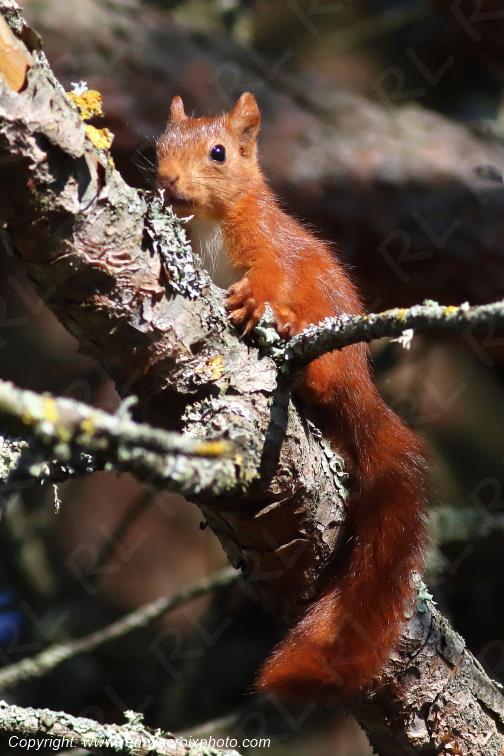 Ecureuil roux Val de Bouzanne Indre Berry Centre Val de Loire France www.remylacroixphoto.com