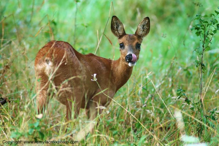 Chevreuil chevrette Tranzault Indre Centre Val de Loire France www.remylacroixphoto.com