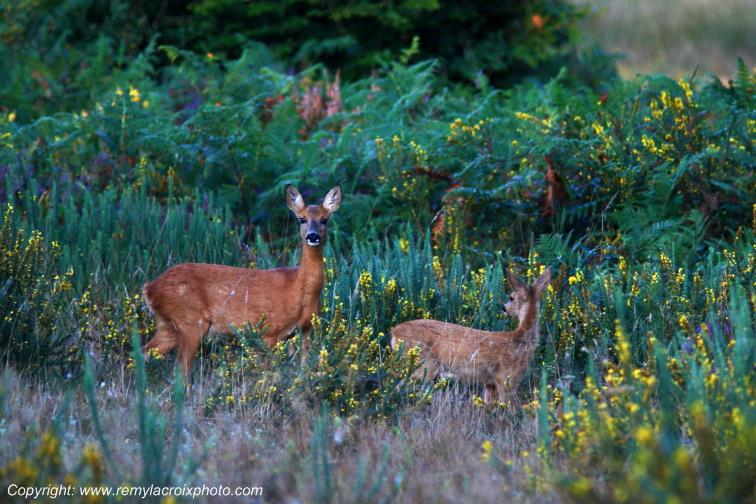 Tron�ais Chevreuils for�t Allier Auvergne Rh�ne-Alpes France www.remylacroixphoto.com
