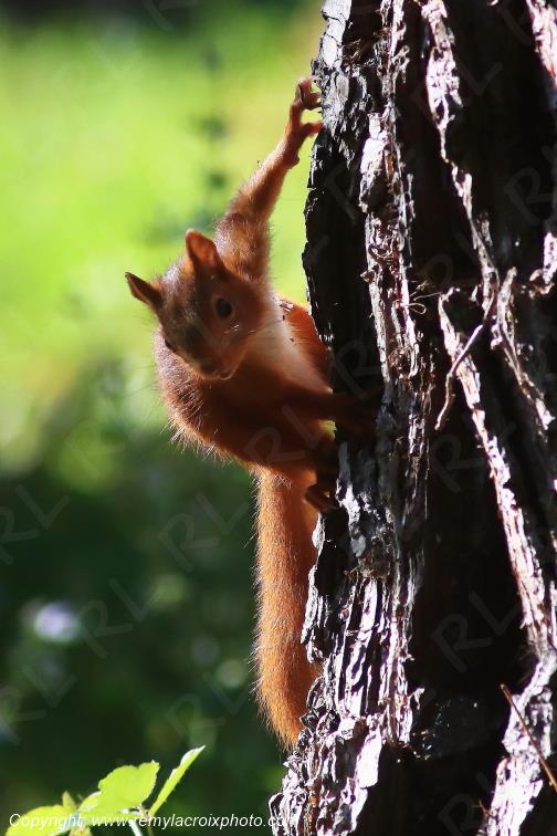 Ecureuil roux Val de Bouzanne Indre Berry Centre Val de Loire France www.remylacroixphoto.com