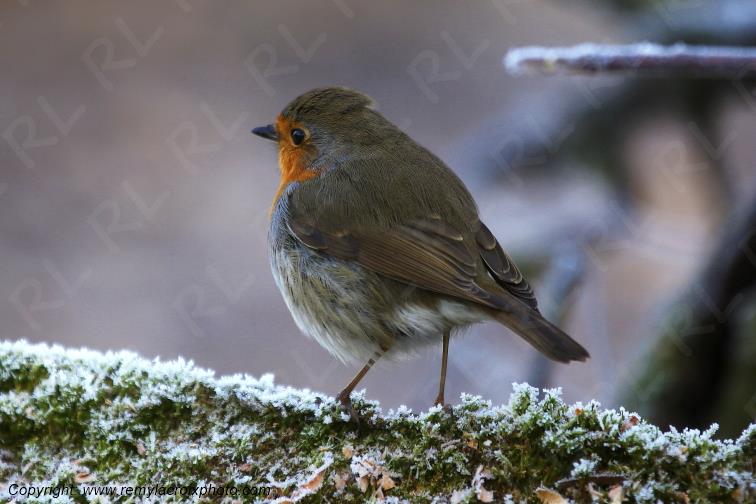 Rouge-gorge red-throated flycatcher Tranzault Indre France www.remylacroixphoto.com