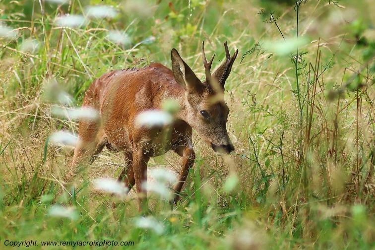 Chevreuil brocard Tranzault Indre Centre Val de Loire France www.remylacroixphoto.com