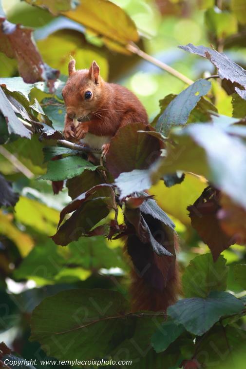 Ecureuil roux Val de Bouzanne Indre Berry Centre Val de Loire France www.remylacroixphoto.com