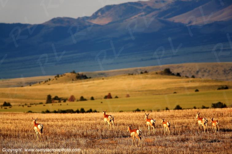 Pronghorns Canyon Ferry Montana USA www.remylacroixphoto.com