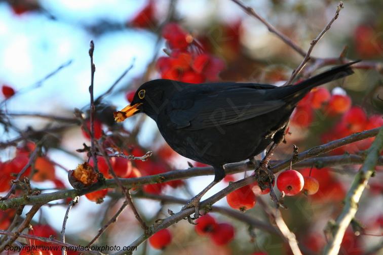 Merle Noir Bourges Champagne Berrichonne Cher Berry Centre Val de Loire France www.remylacroixphoto.com