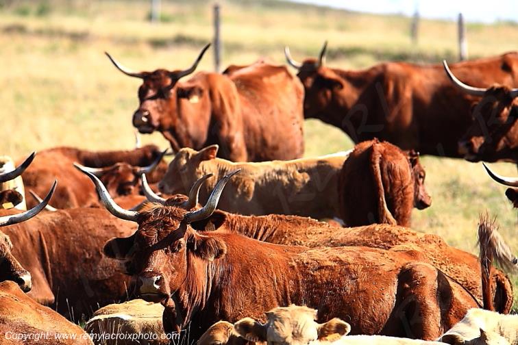 Col du B�al vaches Salers Livradois Forez Puy de D�me Auvergne Rh�ne-Alpes France www.remylacroixphoto.com