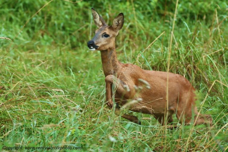 Chevreuil chevrette Tranzault Indre Centre Val de Loire France www.remylacroixphoto.com
