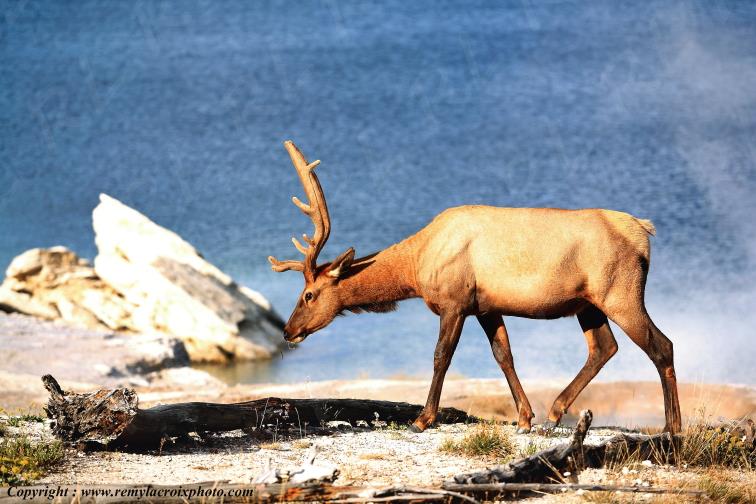 Wapiti Yellowstone Lake Yellowstone National Park Wyoming USA www.remylacroixphoto.com