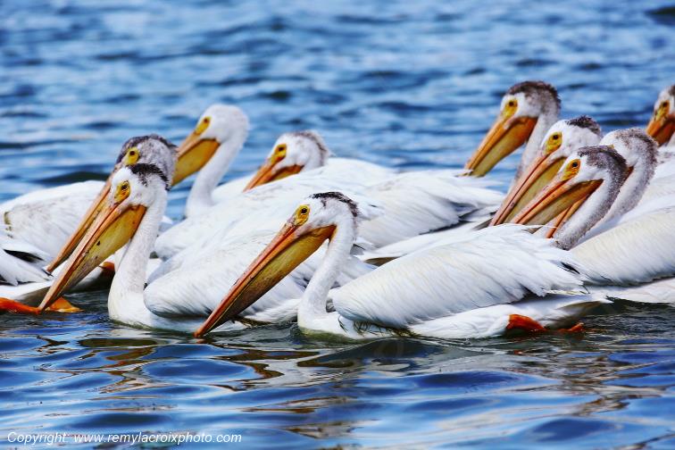 P�lican d'Am�rique American White Pelican Portage La Prairie Manitoba Canada www.remylacroixphoto.com