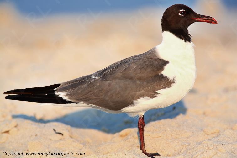Mouette Atricille Assateague Island Maryland USA www.remylacroixphoto.com