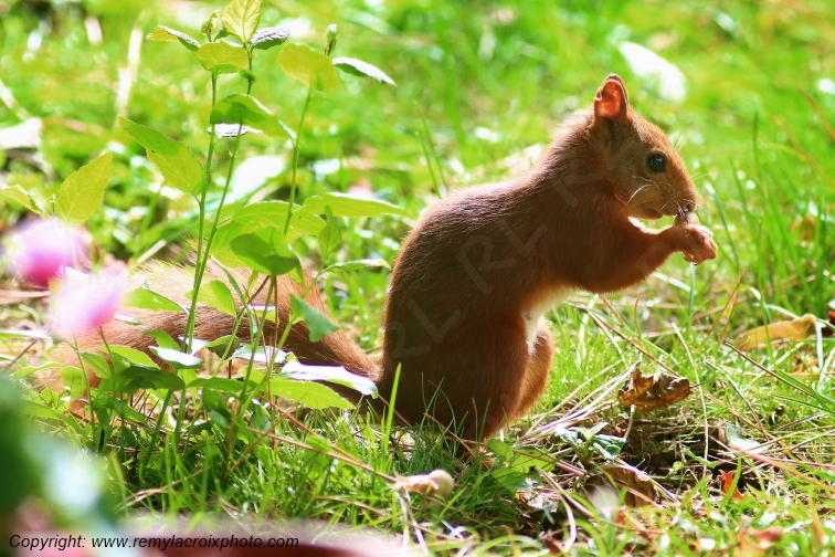 Ecureuil roux Val de Bouzanne Indre Berry Centre Val de Loire France www.remylacroixphoto.com
