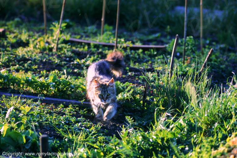 Marais de Bourges Chat Cher Berry Centre Val de Loire France www.remylacroixphoto.com