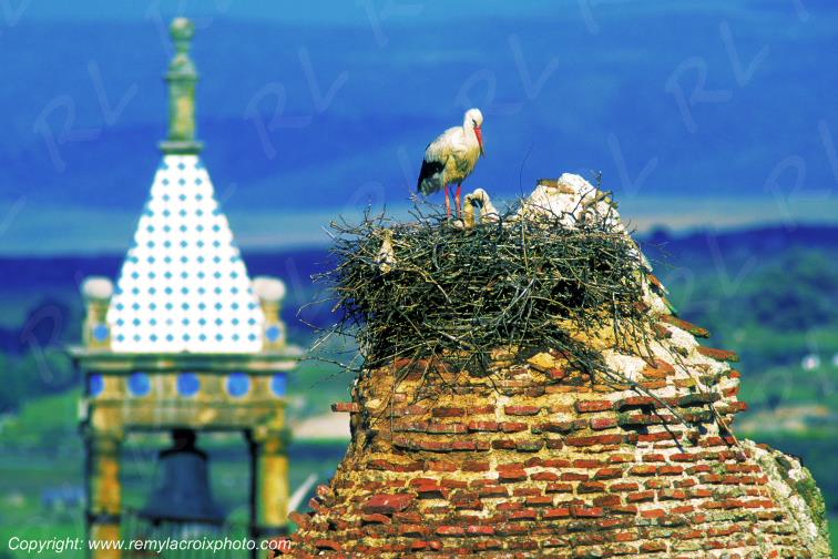 Cigognes Trujillo Estremadure Espagne Spain Espana