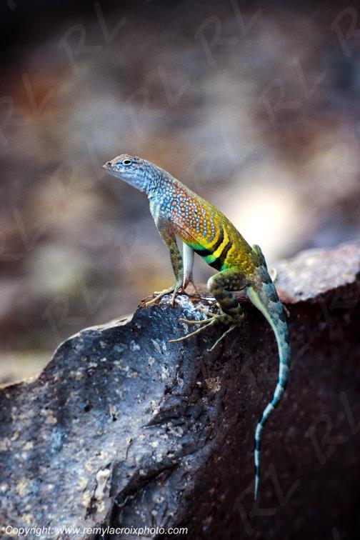 Southwestern earless lizard Big Bend National Park Texas USA www.remylacroixphoto.com