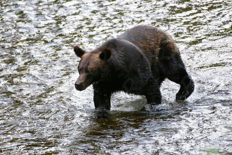 Grizzly Bear Ours Brun Fish Creek Alaska USA www.remylacroixphoto.com